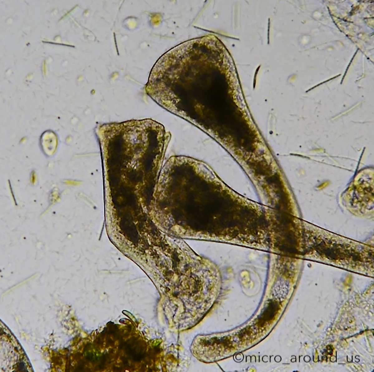 Одна инфузория потеряла часть тела, но она продолжает двигаться и питаться, как ни в чем не бывало.