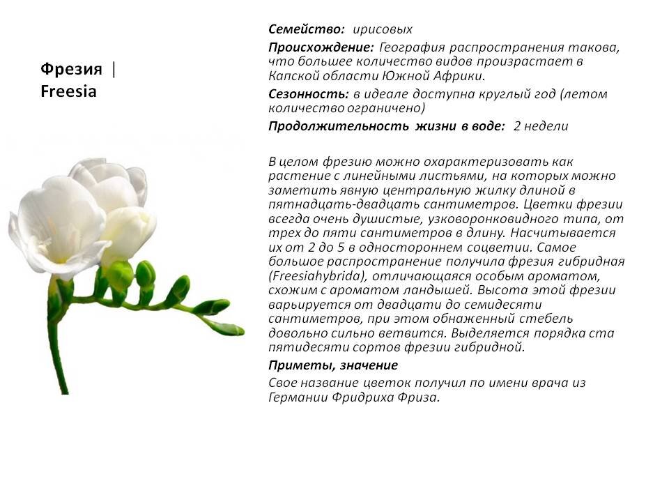 Фото из Презентации автора.