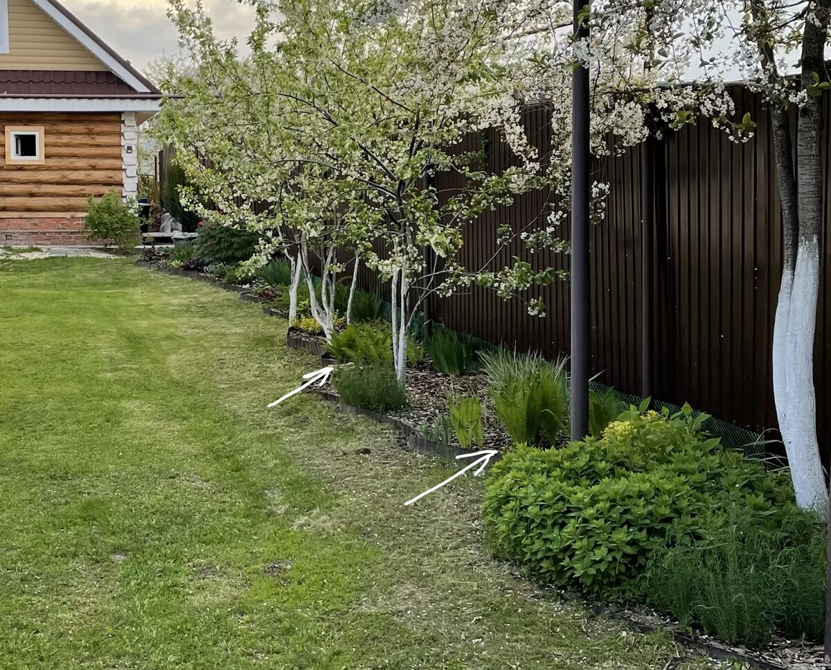 Весна 2022 в моем саду. Стрелками показала где посадила папоротники в миксбордере. 