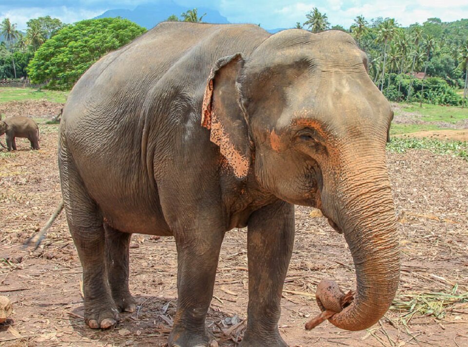 Шри ланка питомник. Шриланкийский слон. Слоновий питомник Пиннавела. Слоновий питомник Шри Ланка. Пиннавела Шри Ланка.