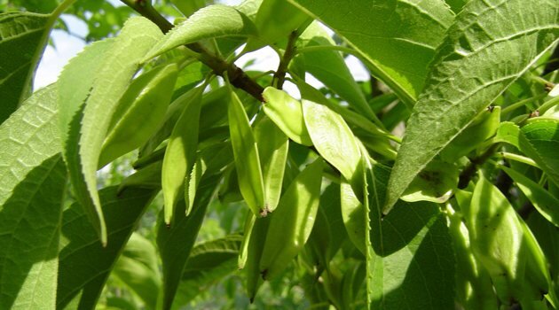 Гуттаперча