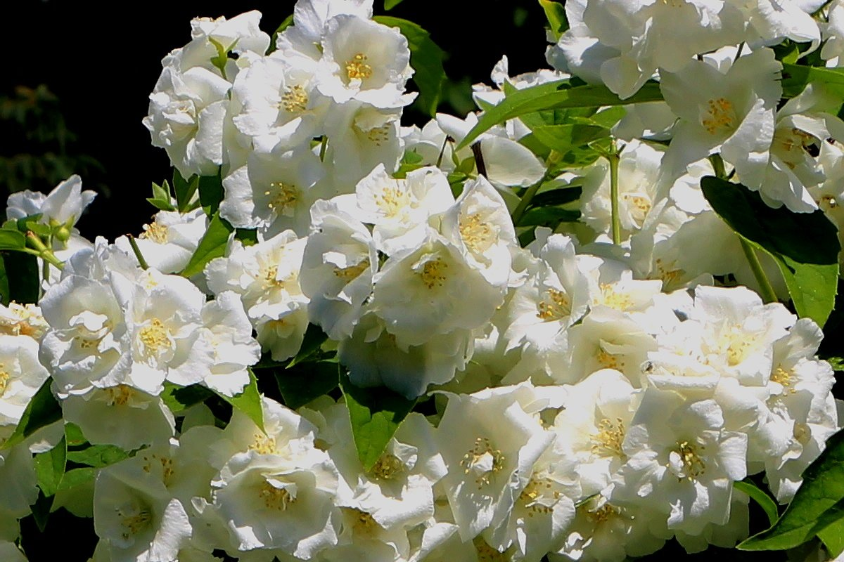 чубушник сорта описание