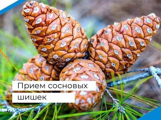     В Приамурье скупают шишки для заготовки семян ФОТО: администрация Зейского района