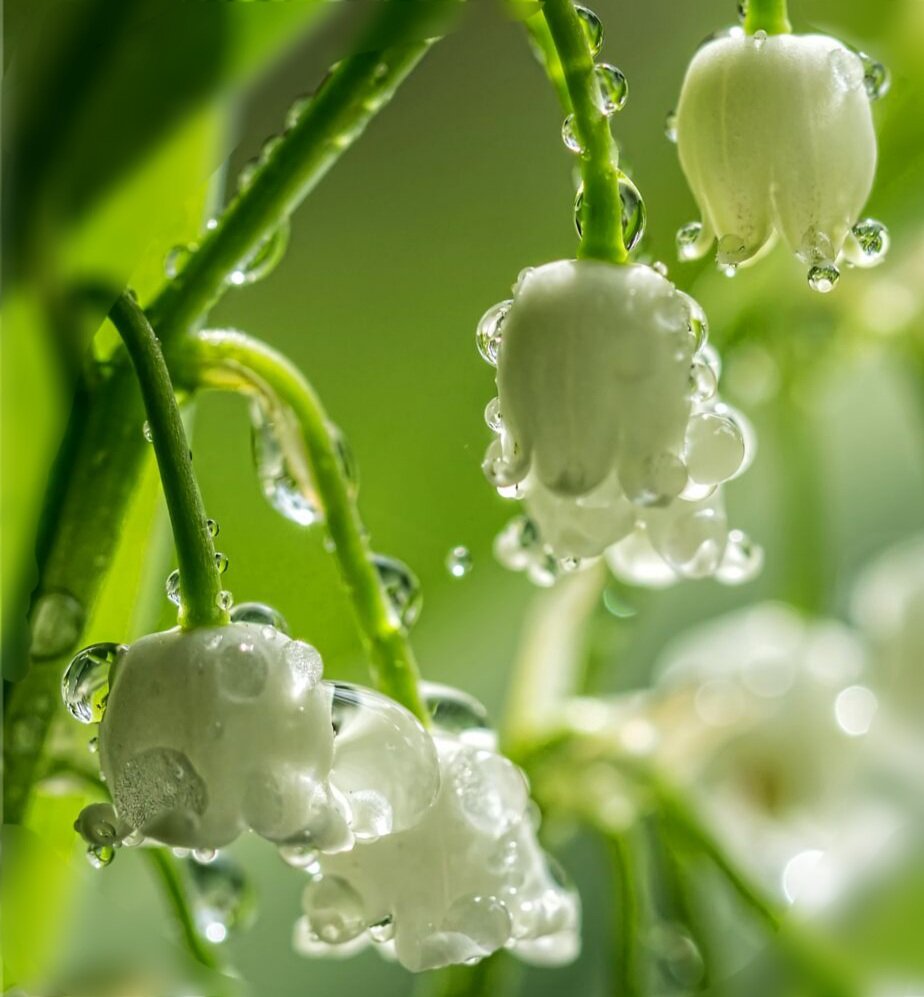 Просто люблю их))) обработанное мной фото из интернета 