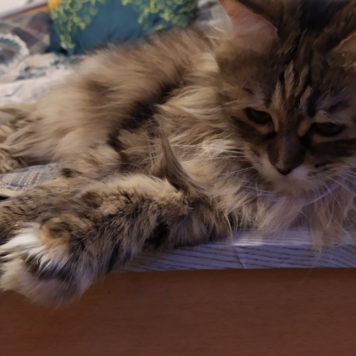 Это наша старушка Масяня. Фото из личного архива. 