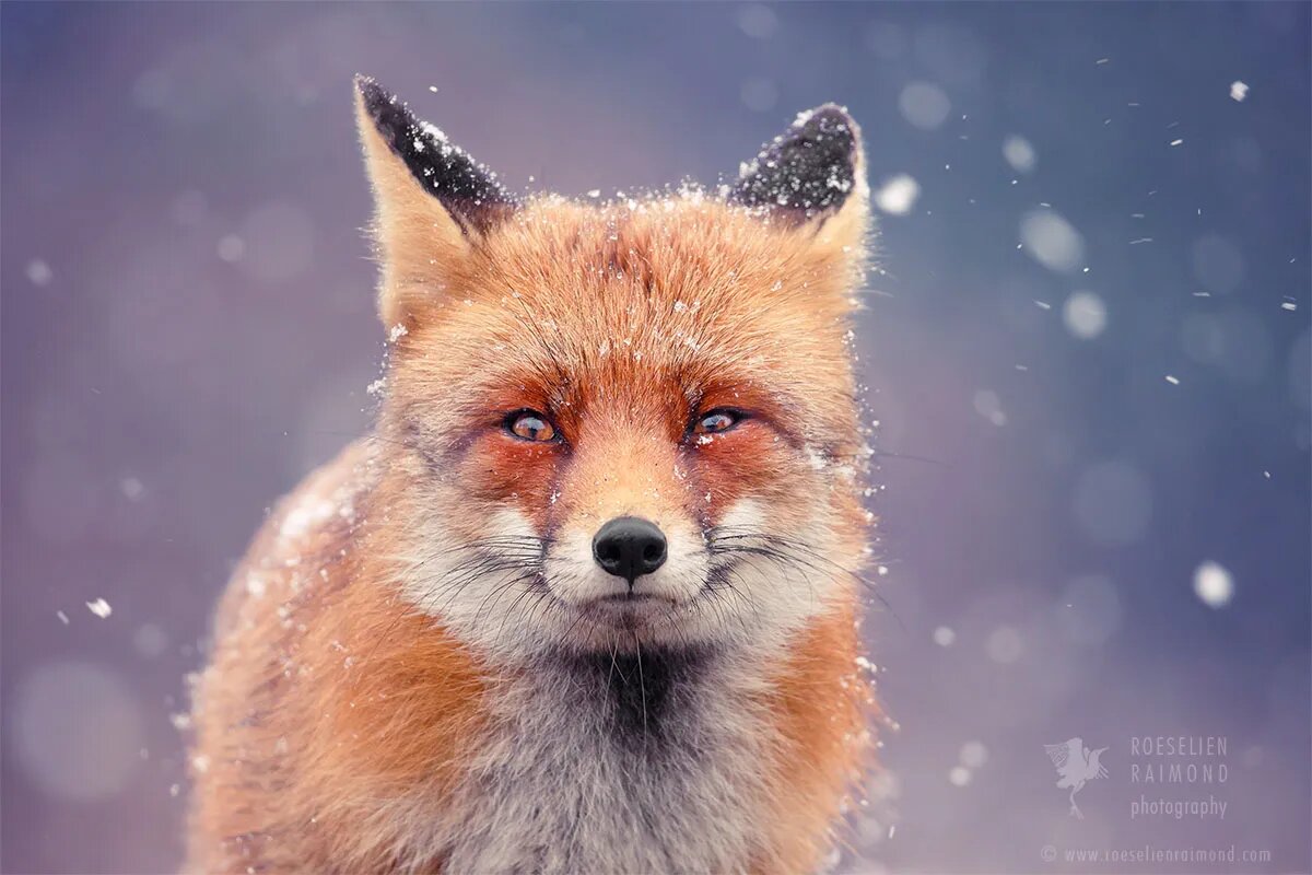 Фото лисы, Розелин Раймонд. Источник: roeselienraimond.com