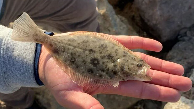 маленький палтус, еще "нормальный"