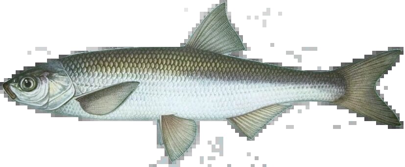 Alburnus chalcoides