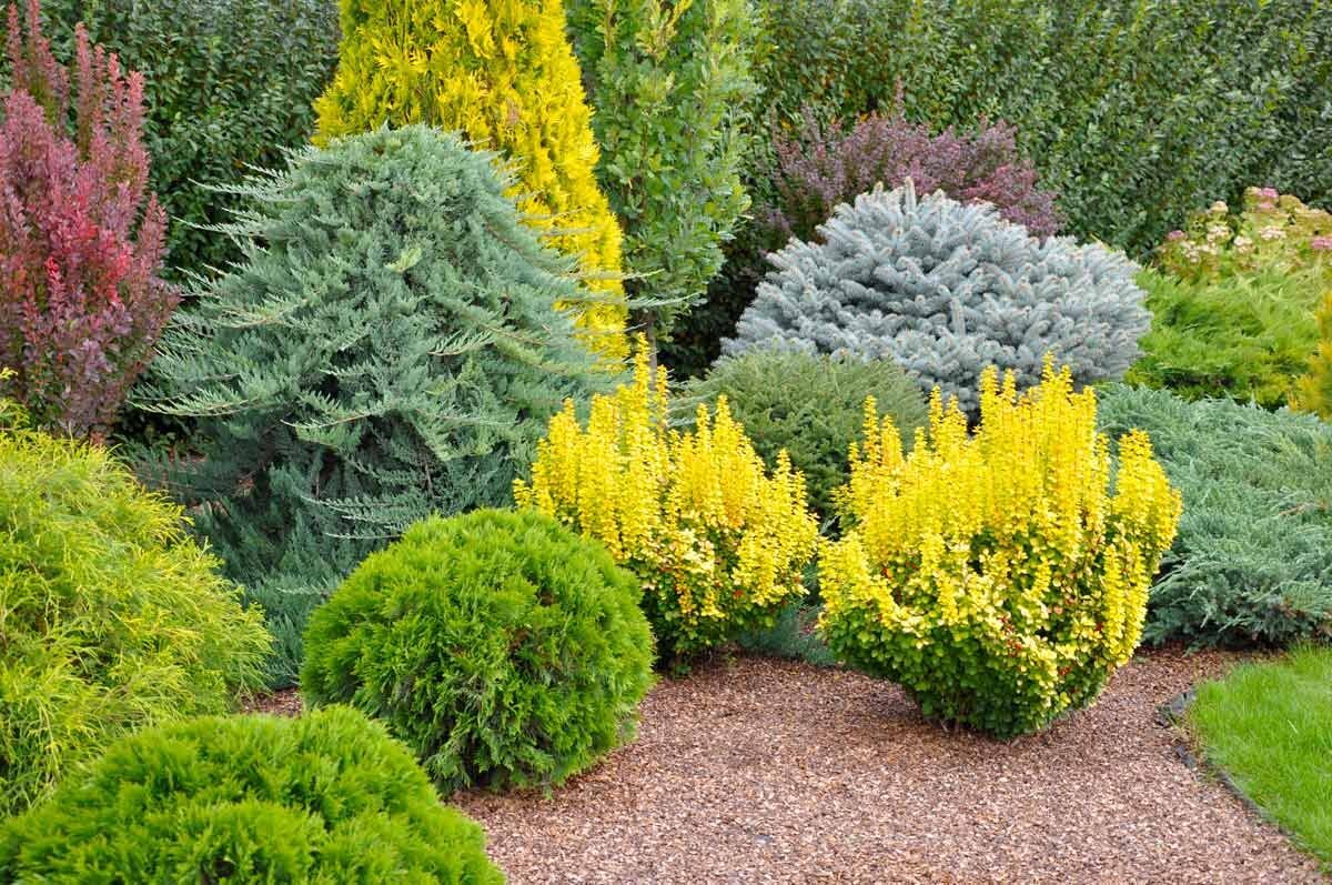 Выбираем барбарисы: какие сорта точно украсят ваш сад и как их вписать в ландшафтный дизайн