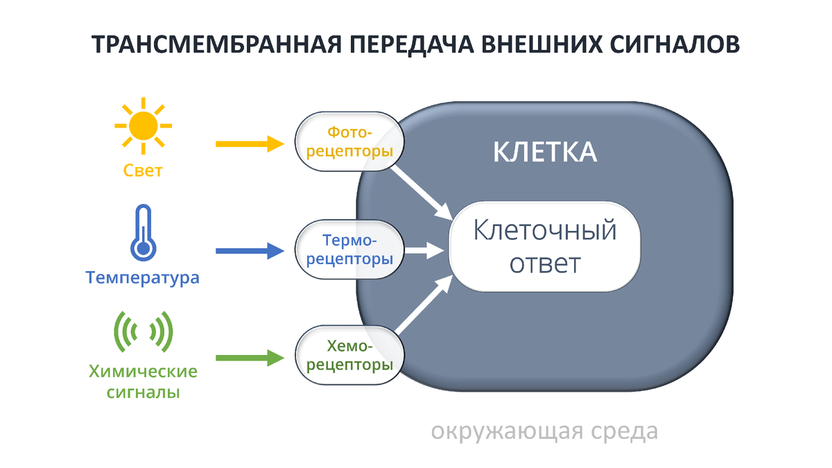 Каким образом одноклеточные ориентируются в окружающей среде? | Н.М. | Дзен