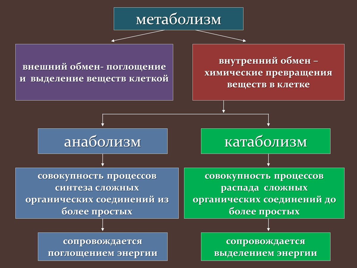 Какие процессы могут быть примером катаболизма Нужно ли тренироваться, чтобы похудеть? И почему некоторые видят прибавку в весе