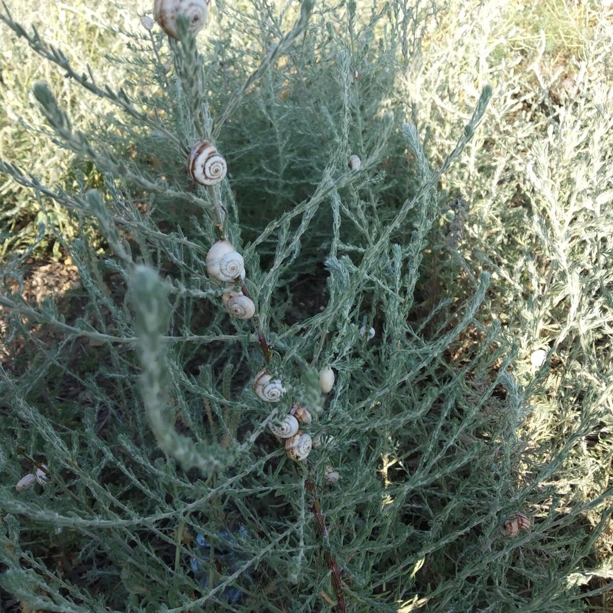 Все облеплено вот такими ракушками