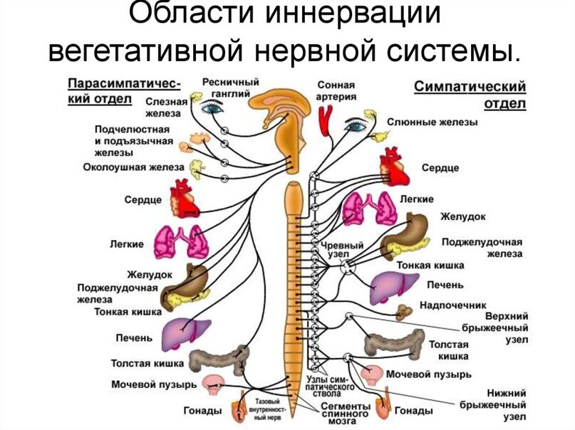 ВСД: НЕСУЩЕСТВУЮЩИЙ ДИАГНОЗ