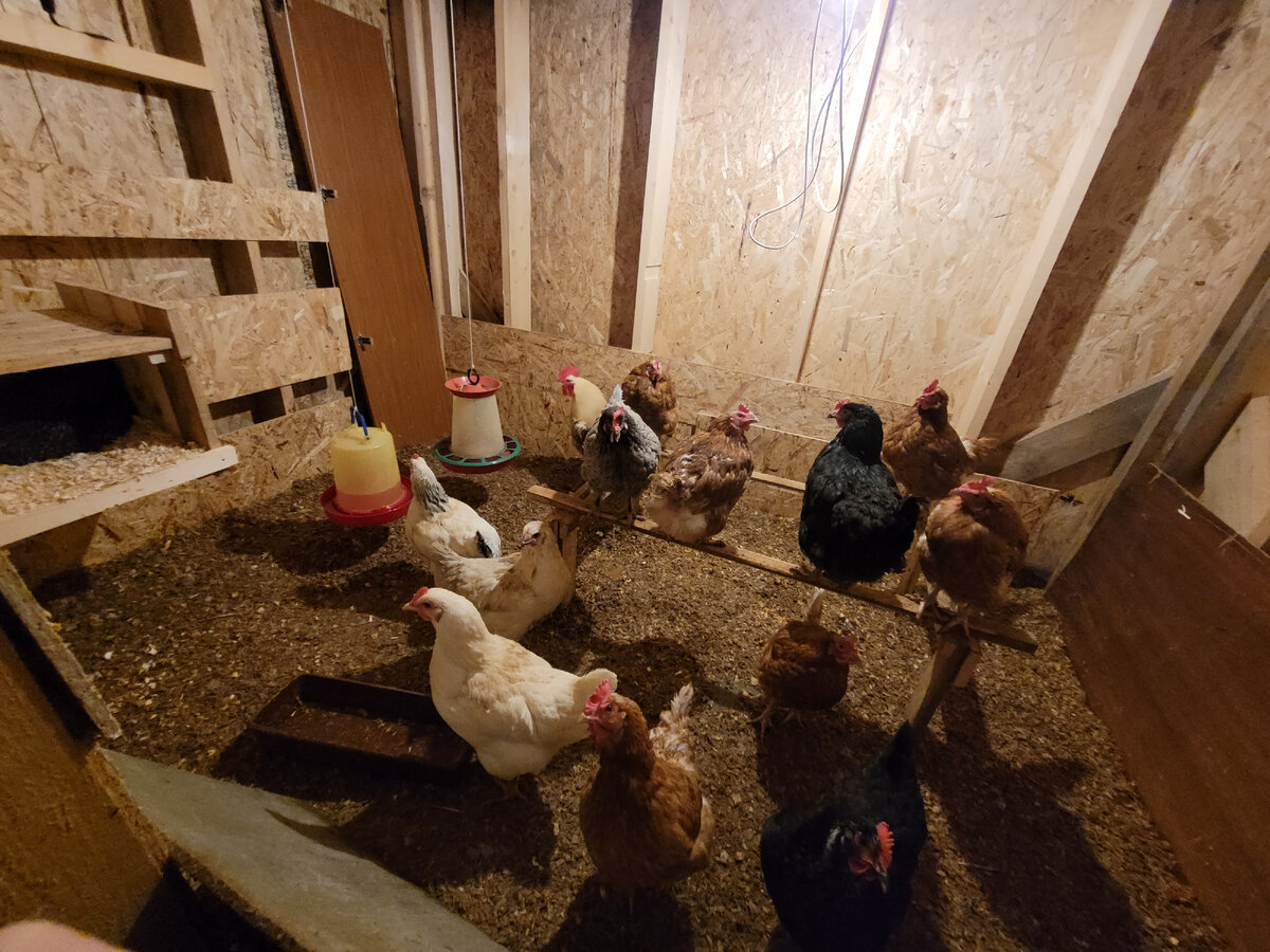 Наш курятник в ЛО