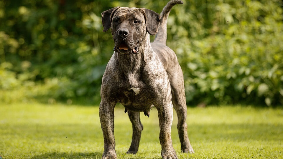 Фотография "Канарского дога"
