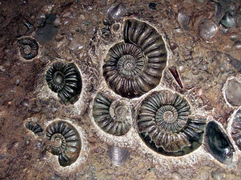 Полезные остатки. Окаменевшие аммониты Юрского периода. Вымершие двустворчатые моллюски. Ракушки Юрского периода окаменелые. Окаменелые останки растений.