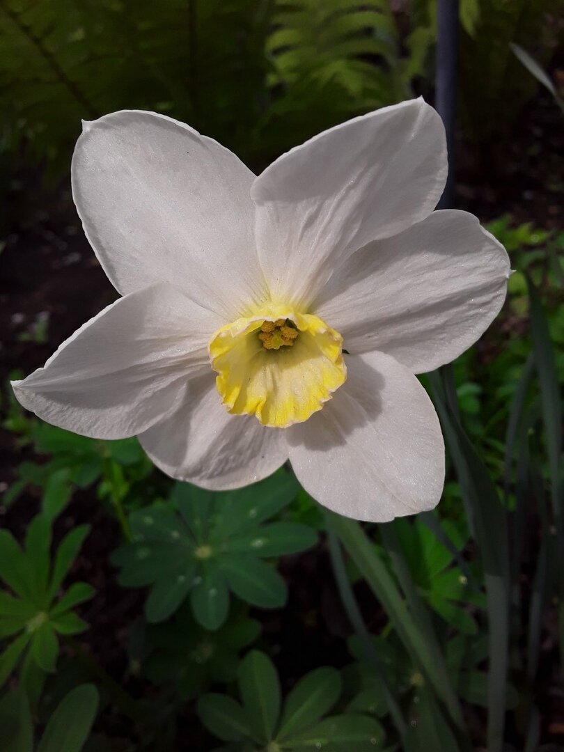 Мне попались как ранние, так и поздние сорта