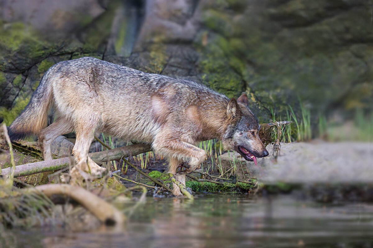 Wolf spring. Волк весной. Волк санитар леса. Жизнь волка весной. Водка Зов природы волк.