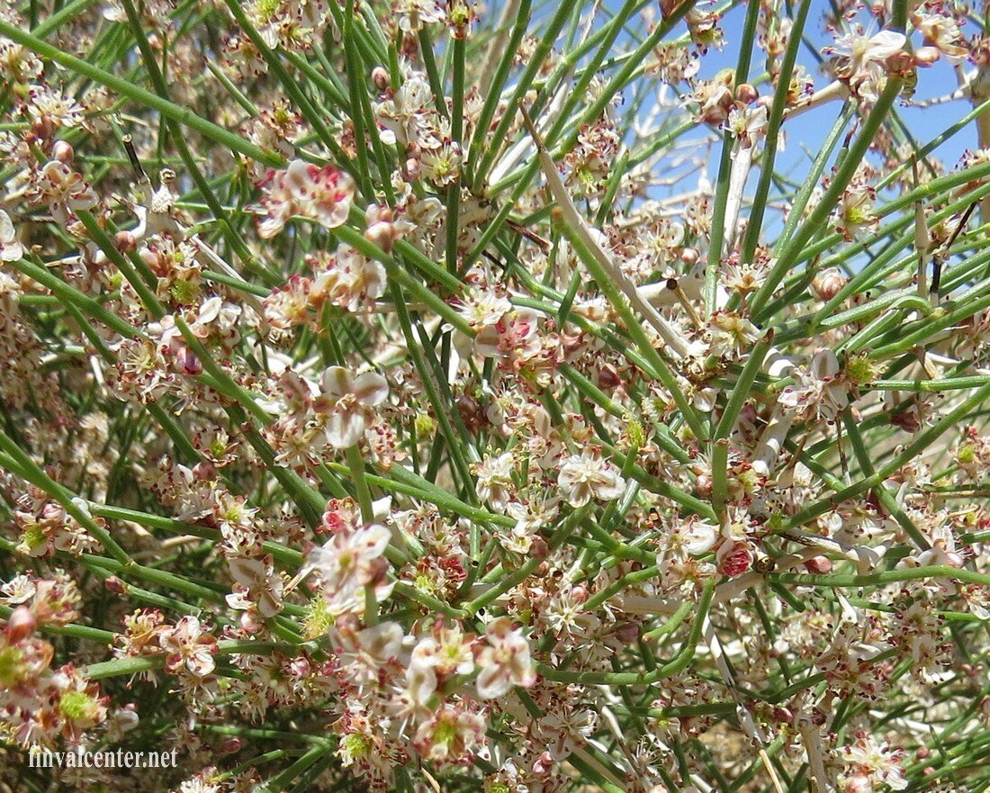 Цветущий джузгун в " майской" Гоби.