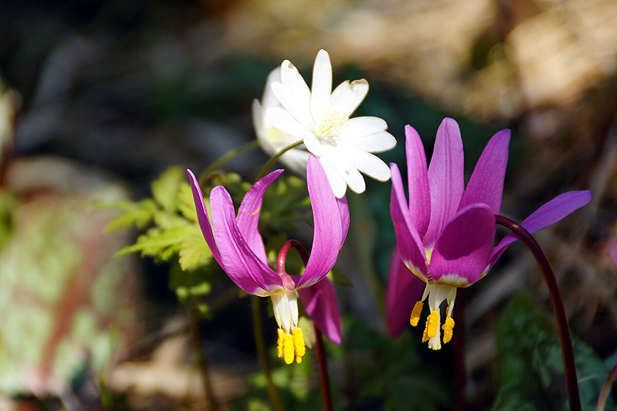 Автор фото: Элинор Пэйт