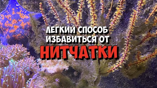 Средство против бриопсиса и нитчатых водорослей