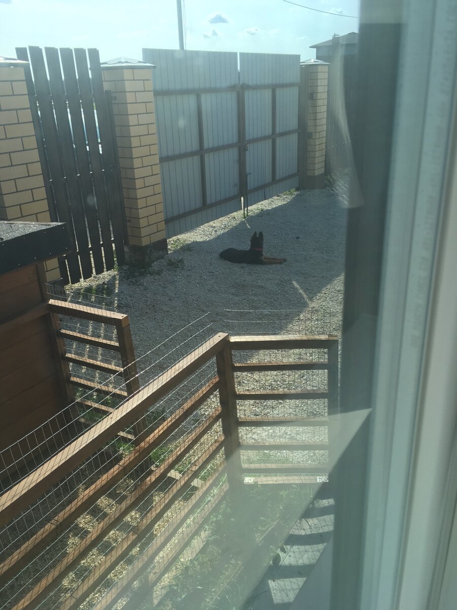 И даже в щенячьем возрасте она бегала по всему участку, естественно, пристально за этим наблюдали из окна 