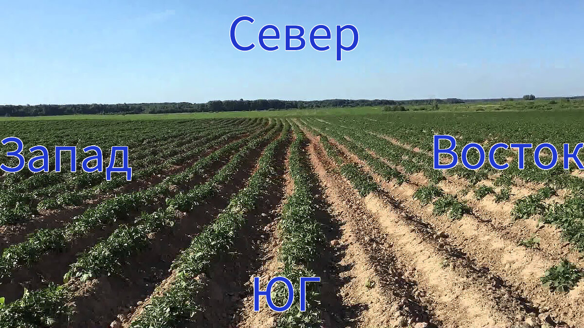 3 простых совета, как повысить урожайность картофеля на 50% при посадке за 38 рублей.