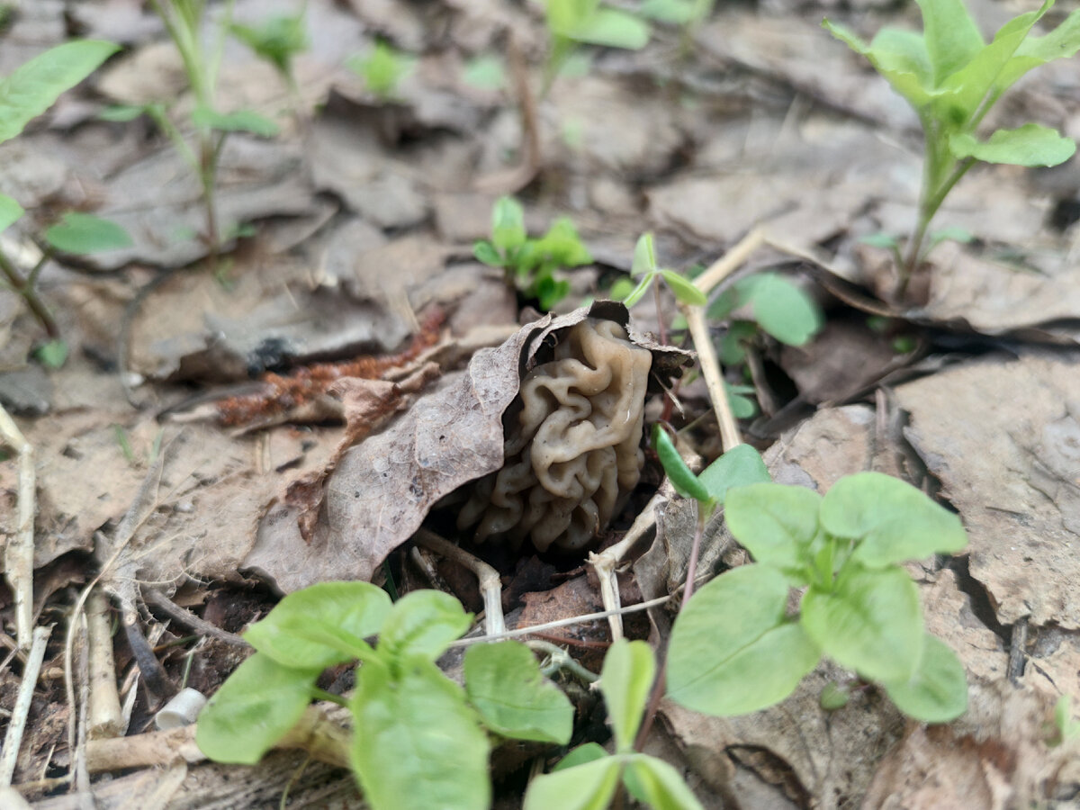 Фото автора канала. Строчок