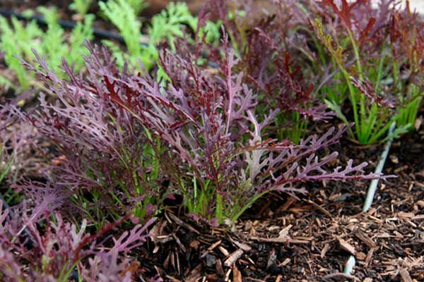 Источник фото: Яндекс. Картинки