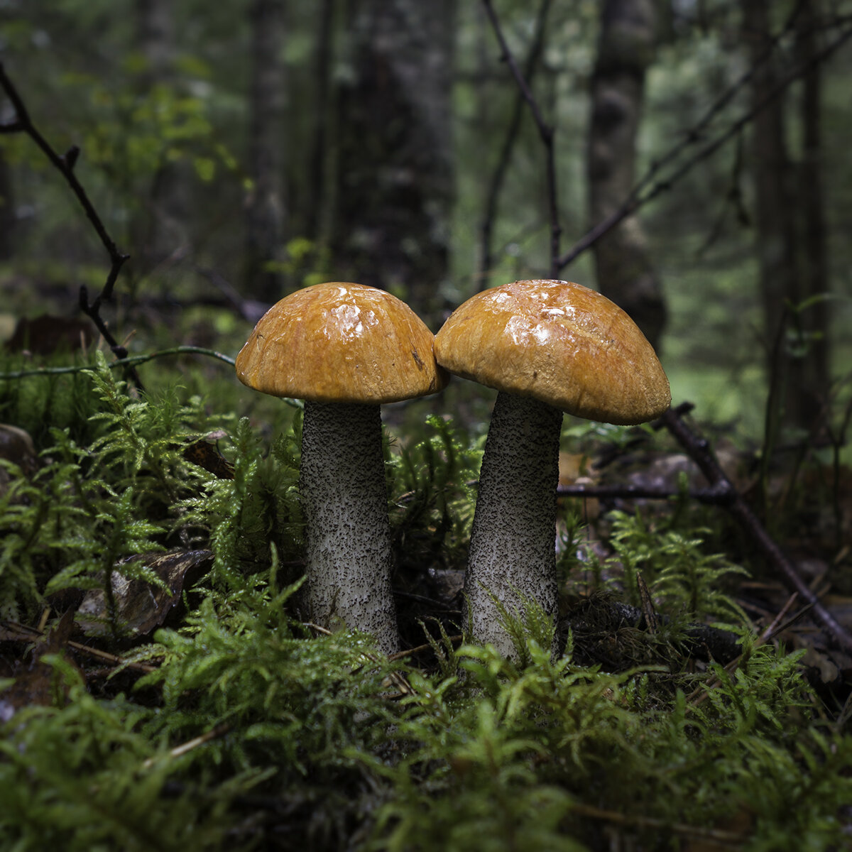 Грибы красивые фото. Фото сложными грибами. ТЖС гриб. Как понять что грибы готовы