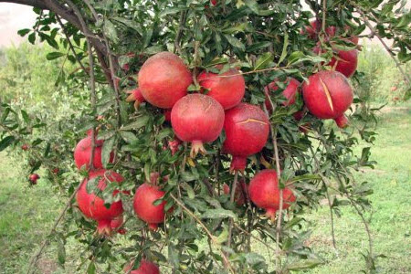 Гранатовое дерево с плодами