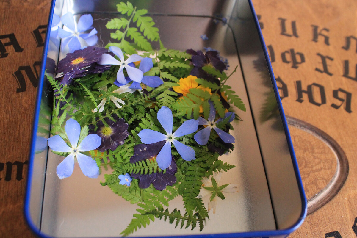 Мои цветы,сушеные в книге