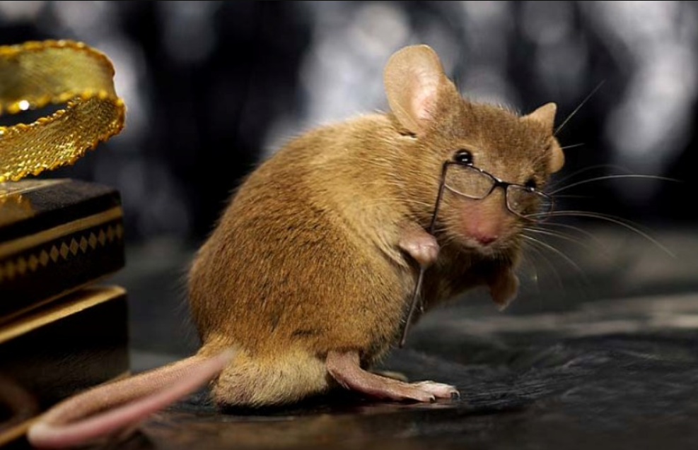 Мышь. Умная крыса. Мудрая крыса. Мышка Живая.