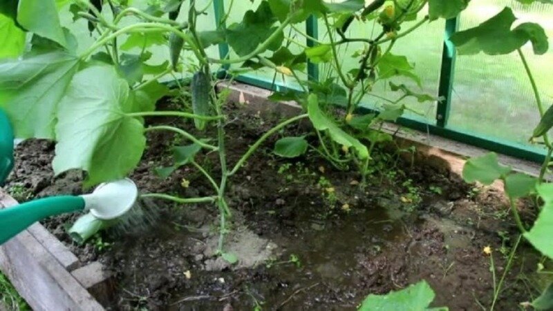 Применение подкормки будет наиболее эффективно вечером, когда почва прогрета солнцем. (Фото используется по стандартной лицензии ©hozvopros.com)