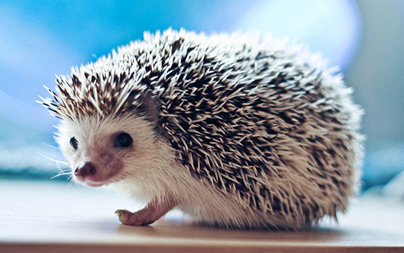 Bob, the hedgehog