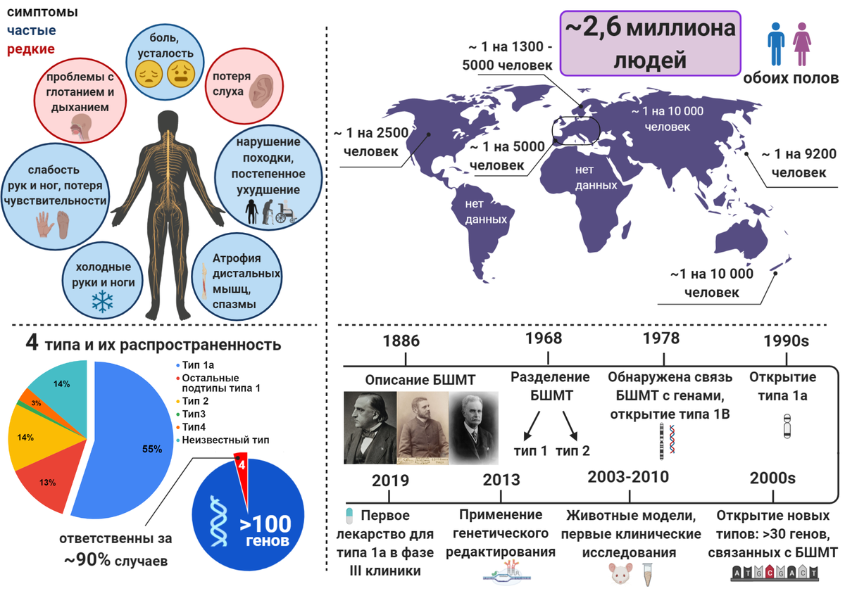Одна болезнь, сто генов, миллионы людей: как вылечить болезнь  Шарко—Мари—Тута | Нейроновости | Дзен