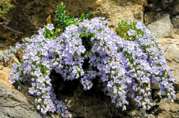 Колокольчик удивительный, Campanula mirabilis. Найден и описан Н.М. Альбовым