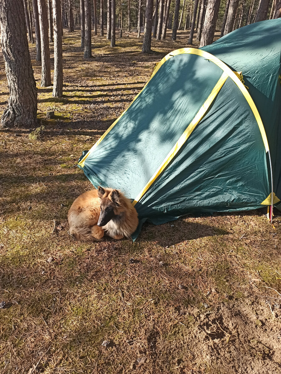 Тервюрен это овчарка, но для меня компаньон.