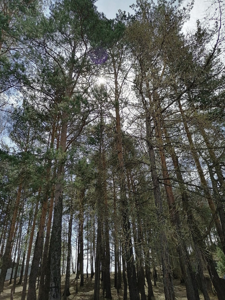 Наши мечты как и эти деревья тянутся далеко ввысь :) хех, пора в философы