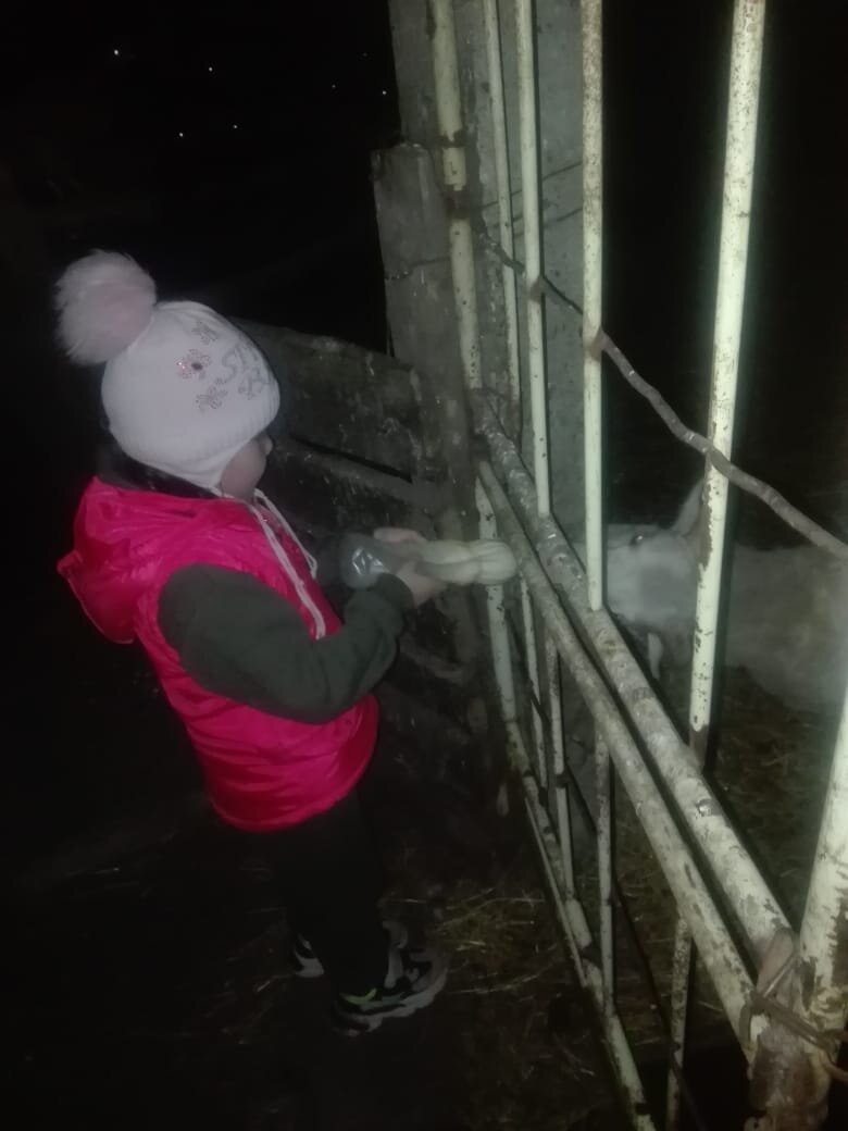 Внучка поит ягнёнка. 