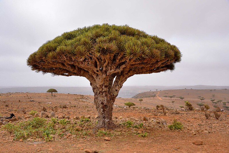 3 невероятных дерева, о существовании которых вы не догадывались