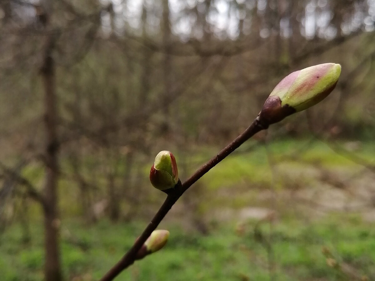 Пробуждающаяся природа в усадебном парке. Фото автора (4 фото)