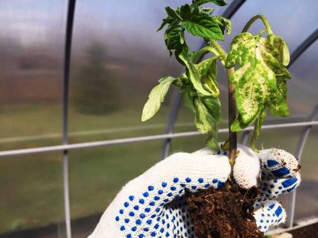 саженец томата (фото используется по стандартной лицензии ovoshgryadka.ru)