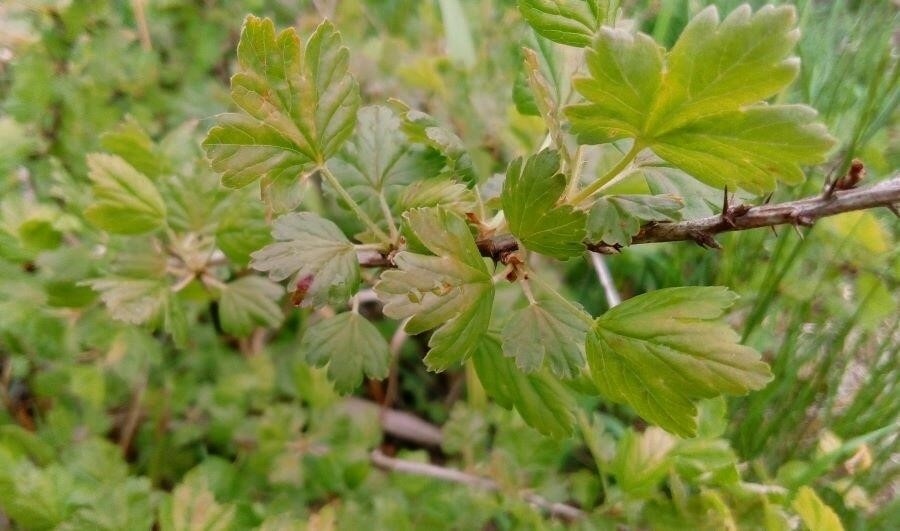 От мучнистой росы крыжовник очистится за неделю — поможет навоз и помидорная ботва!