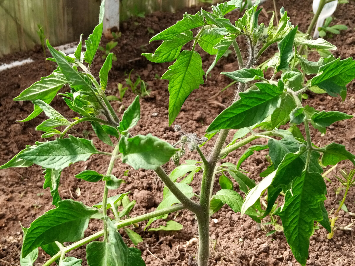 Томатики радуют, уже завязывают вторые кисти