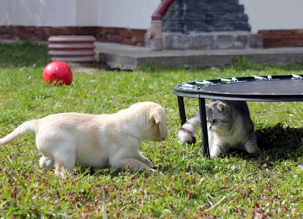 Мая и Гэндальф 