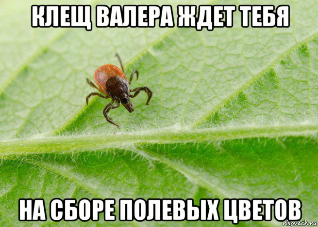 Красивые фотосессии в полях могут привести к неприятным последствиям в виде присасывания клеща