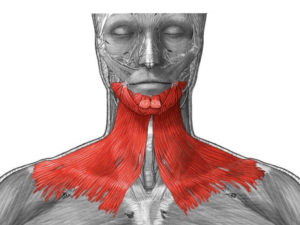 Фото мышцы шеи и лица