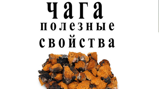 Чага с медом. Чага свойства. Требуются приемщики чаги в Кировской области.