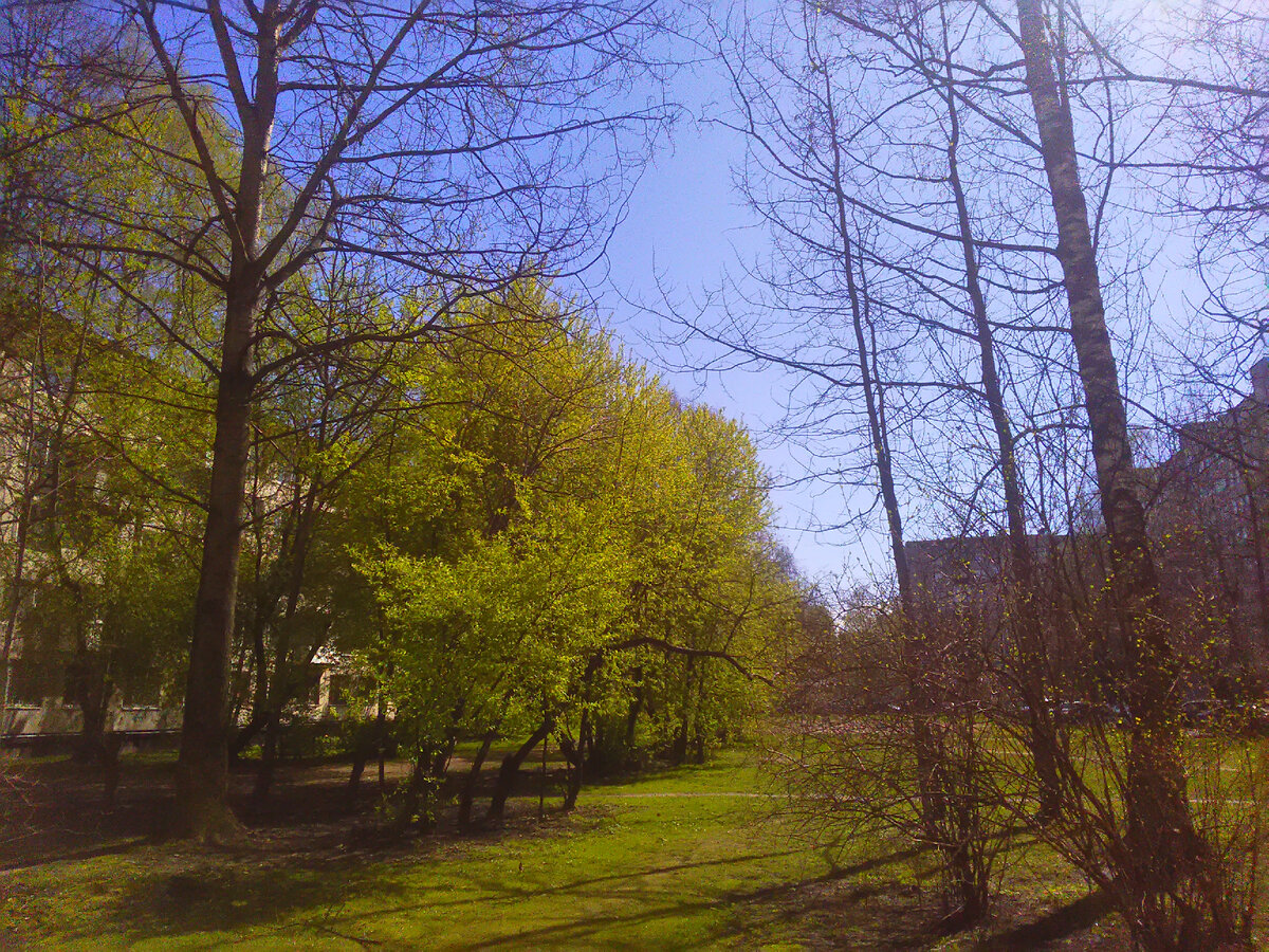 Деревья только начали одеваться листвой. 